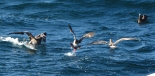 albatrossesfighting