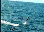 dolphinjump