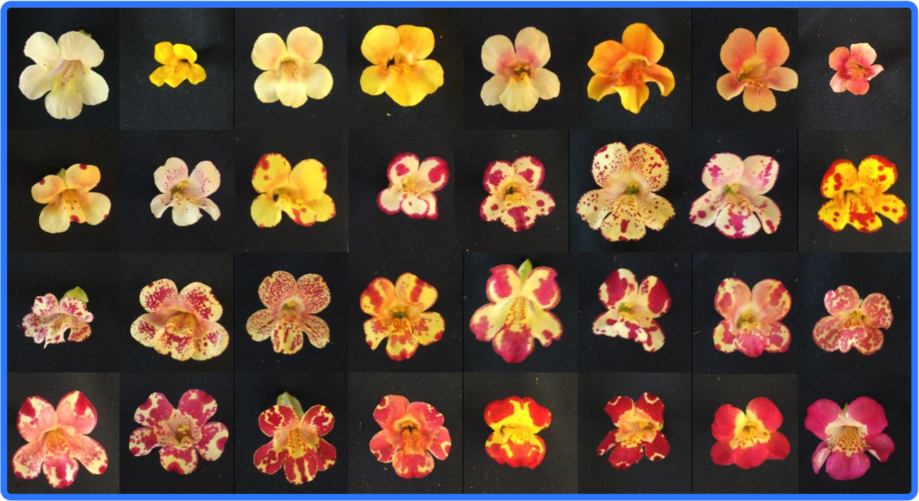 F2 population of Mimulus