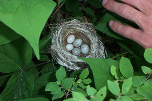 Indigo Bunting nest with cowbird eggs