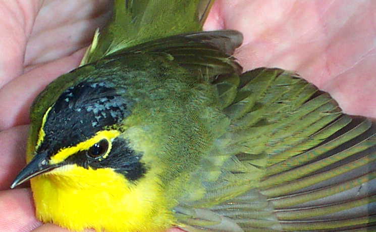 Male Kentucky Warbler