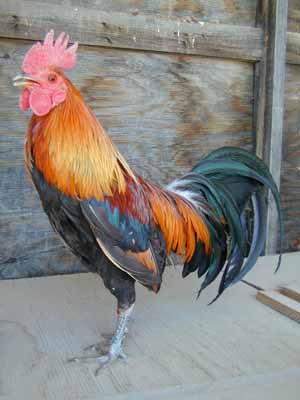Red Junglefowl rooster
