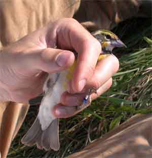 dickcissel