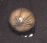 eyeball