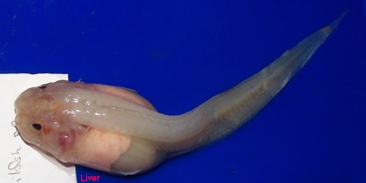 new snailfish 1