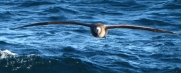albatros09b