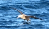 albatross09a
