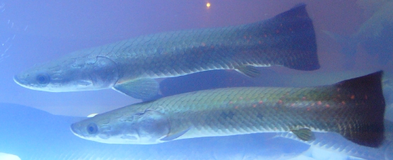 amazonfish1