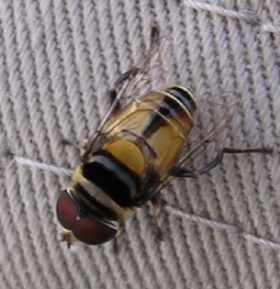 amazonfly