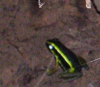 amazonfrog1