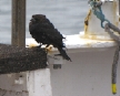 albatross09a