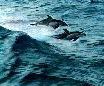 dolphin surf