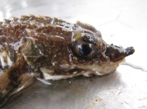 fish1