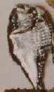 hatchetfish2