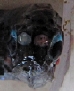Diaphus