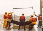 trawl2