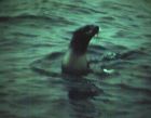 seal1
