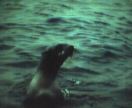seal2
