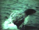 seal3