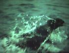 seal4