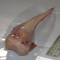 snailfish b
