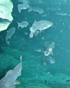 cavecatfish