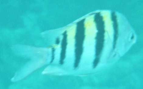 yucatanfish
